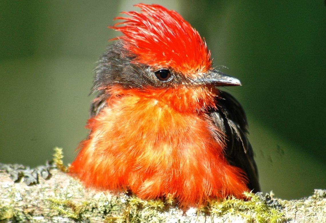 Vermilion Flycatcher - Pyrocephalus rubinus The vermilion flycatcher - Pyrocephalus rubinus, is a small passerine bird in the Tyrannidae, or tyrant flycatcher family. Most flycatchers are rather drab, but the vermilion flycatcher is a striking exception. Ecuador,Galapagos,Geotagged,Pyrocephalus rubinus,Summer,Vermilion Flycatcher