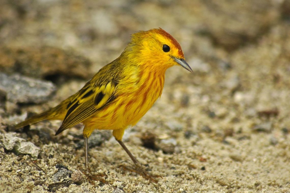 Mangrove Yellow Warbler - Setophaga petechia aureola Mangrove Yellow Warbler - Setophaga petechia aureola is a small bird, mostly yellow in color with black/brown patches.<br />
<br />
This is an endemic sub-species found in the islands of Galapagos Ecuador,Galapagos,Geotagged,Mangrove Yellow Warbler,Setophaga petechia,Setophaga petechia aureola,Spring,Yellow Warbler
