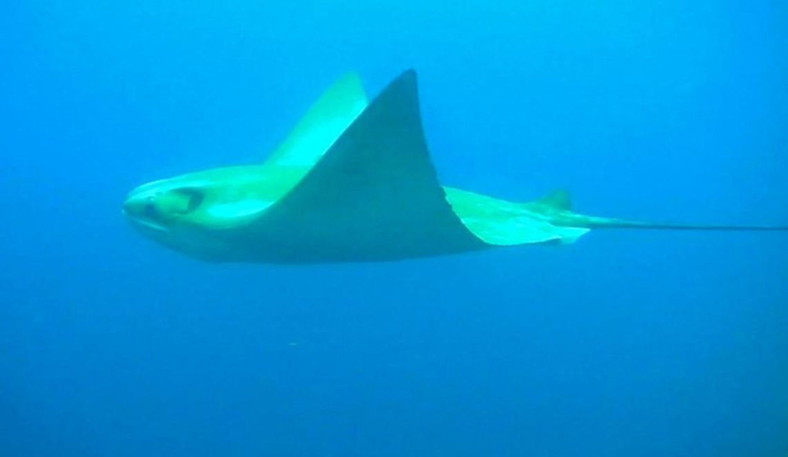 Golden_Cownose_Ray Golden/Pacific Cownose Ray - Rhinoptera steindachneri  is a species of eagle ray, family Myliobatidae. It is found in Colombia, Costa Rica, Ecuador, El Salvador, Guatemala, Honduras, Mexico, Nicaragua, Panama, and Peru. Ecuador,Geotagged,Rhinoptera steindachneri,Summer,galapagos,golden cownose ray