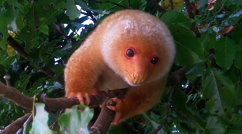 Common Spotted Cuscus/Kuskus - Spilocuscus maculatus Some local Papuans keeps Kuskus as pets especially the babies. They carry around the baby Kuskus most of the time, like baby. Kuskus are nocturnal and they start coming out to feed around sunset. They have a strong odor and you will know when they are near by their smell :D
 Common spotted cuscus,Cuscus,Geotagged,Indonesia,Spilocuscus maculatus,Winter,west papua