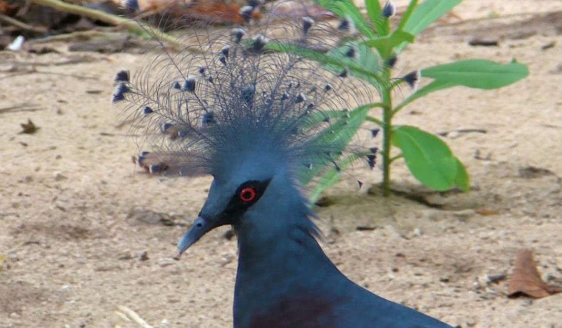Victoria Crown Pigeon - Goura victoria Victoria Crown Pigeon - Goura victoria is a large bird, as big as a Turkey with a nice crest/crown on its head.  Mostly bluish in colour and red eyes.<br />
<br />
The local indigenous used to eat them, considered a delicacy but the Resort told the locals to stop eating them and on my third trip to the Island, I saw many of them, roaming freely. Geotagged,Goura victoria,Indonesia,Victoria Crowned Pigeon,Winter,west papua
