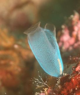 Fluorescent Blue Tunicate - Rhopalaea crassa This Fluorescent Blue Tunicates - Rhopalaea crassa, is around 3 cm in height. Tunicate, also called urochordate , any member of the subphylum Tunicata (Urochordata) of the phylum Chordata. Small marine animals, they are found in great numbers throughout the seas of the world. Adult members are commonly embedded in a tough secreted tunic containing cellulose (a glucose polysaccharide not normally found in animals). The less modified forms are benthic (bottom-dwelling and sessile), while the more advanced forms are pelagic (floating and swimming in open water). A characteristic tadpole larva develops in the life cycle, and in one group (the appendicularians, or larvaceans) the adult closely resembles this larva, which has many features in common with other chordates. Most chordate features disappear at metamorphosis. Fluorescent Blue Tunicate,Geotagged,Philippines,Rhopalaea crassa,Tunicate,Winter,cebu,moal-boal