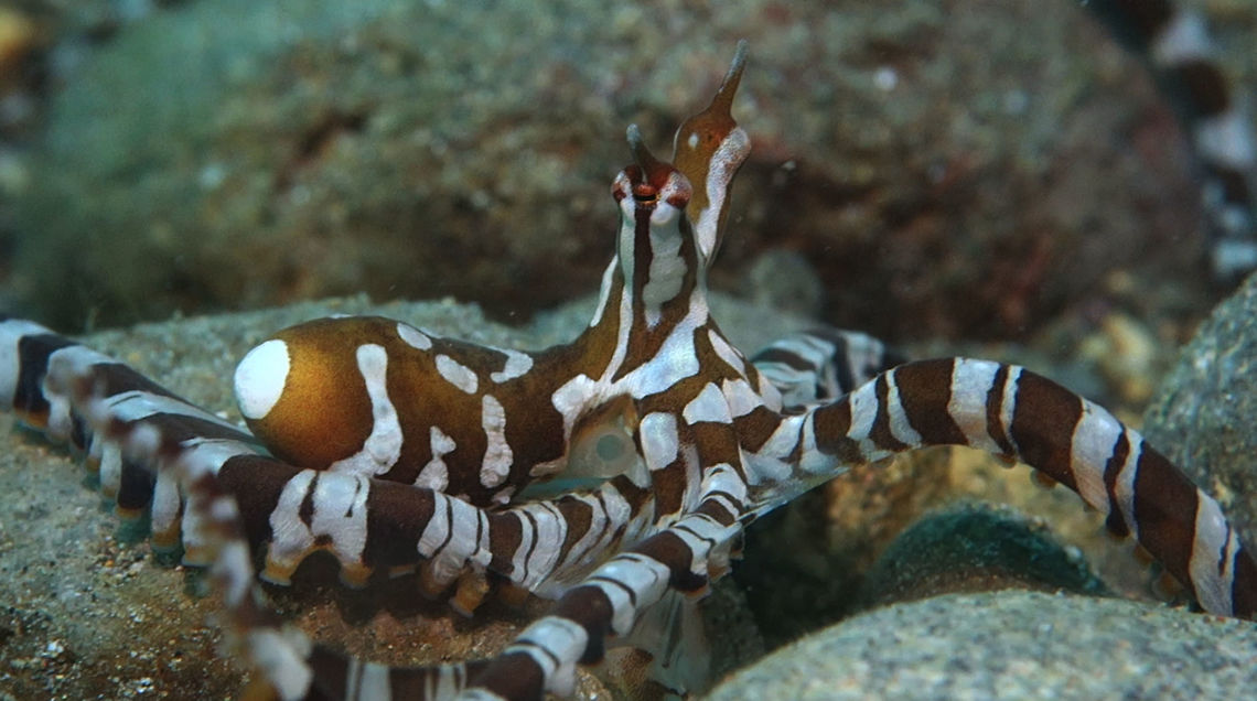 Wonderpus - Wunderpus photogenicus An Octopus with a wonderful name!  Wonderpus - Wunderpus photogenicus is sometimes confused or mistaken with Mimic Octopus. Unlike Mimic Octopus, they don&#039;t mimic other sea life. Coloration of Wonderpus is also lighter brown in color compared to darker brown in color.<br />
<br />
Check-out my video where you can see the differences between a Mimic Octopus and a Wonderpus Octopus :<br />
<br />
<section class="video"><iframe width="448" height="282" src="https://www.youtube-nocookie.com/embed/WTTSXOvNBqg?hd=1&autoplay=0&rel=0" frameborder="0" allowfullscreen></iframe></section><br />
<br />
 Anilao,Batangas,Geotagged,Octopus,Philippines,Wonderpus Octopus,Wunderpus photogenicus
