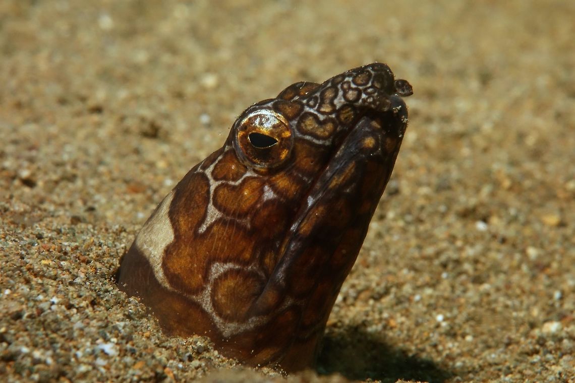 Napoleon Snake Eel - Ophichthus bonaparti Napoleon Snake Eel - Ophichthus bonaparti, the name is named after Napoleon Bonapoarte.<br />
Usually you only see the head protruding out from the sandy bottom.   Anilao,Batangas,Geotagged,Napoleon snake eel,Ophichthus bonaparti,Philippines,Snake Eel,Spring