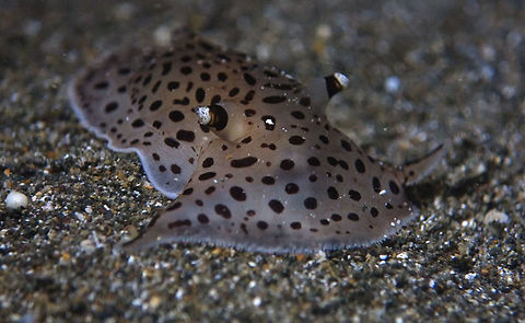 Moon Slug - Euselenops luniceps The Moon Slug - Euselenops luniceps has many modifications for living in a sandy environment. It is easily recognised by its flattened, broad rounded shape, and large oral veil, fringed with sensory papillae. In most pleurobranchs the foot and mantle are of similar size but in Euselenops the foot is much larger. Posteriorly, the mantle folds into a relatively long siphon or tube, which allows the mantle cavity and gills to remain in contact with fresh seawater while the animal is buried in the sand. Anilao,Batangas,Euselenops luniceps,Geotagged,Moon Slug,Philippines
