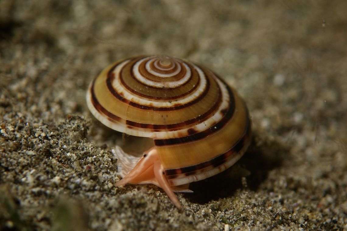 Sun Dial - Architectonica perspectiva Architectonica perspectiva, common name the clear or perspective sundial shell, is a species of sea snail, a marine gastropod mollusk in the family Architectonicidae, which are known as the staircase shells or sundials. This one is around 1.5 cm in diameter. Anilao,Architectonica perspectiva,Batangas,Geotagged,Philippines,Spring,Sundial
