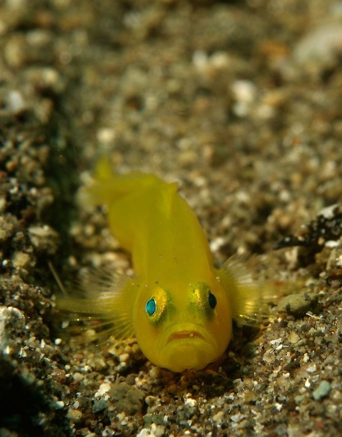 Yellow/Golden Goby - Lubricogobius exiguus This is a small specie, growing up to 3 cm in size. Usually found in pairs.<br />
<br />
At a glance, it could be confused with Paragobiodon xanthosoma - Yellow Hairy/Bearded Goby but this  Lubricogobius exiguus is completely smooth bodied.<br />
<br />
Its genus name is explained :<br />
Lubricogobius: Latin, lubricus = slipperiness, smoothness + Latin, gobius = gudgeon Anilao,Batangas,Geotagged,Goby,Golden Goby,Lubricogobius exiguus,Philippines,Spring,Yellow Goby