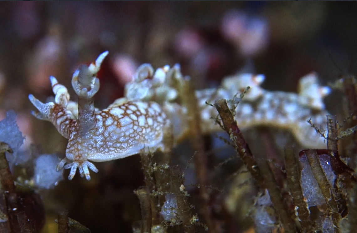 Hermann Bornella Nudibranch - Bornella hermanni Herman Bornella Nudibranch - Bornella hermanni is small in size, around 2-3 cm, mostly white coloured body with brown markings/patterns on its body. Bornella hermanni,Eel Nudibranch,Geotagged,Hermann Bornella Nudibranch,Nudibranch,Philippines,cebu,malapascua