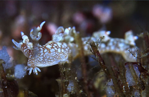 Hermann Bornella Nudibranch - Bornella hermanni Herman Bornella Nudibranch - Bornella hermanni is small in size, around 2-3 cm, mostly white coloured body with brown markings/patterns on its body. Bornella hermanni,Eel Nudibranch,Geotagged,Hermann Bornella Nudibranch,Nudibranch,Philippines,cebu,malapascua