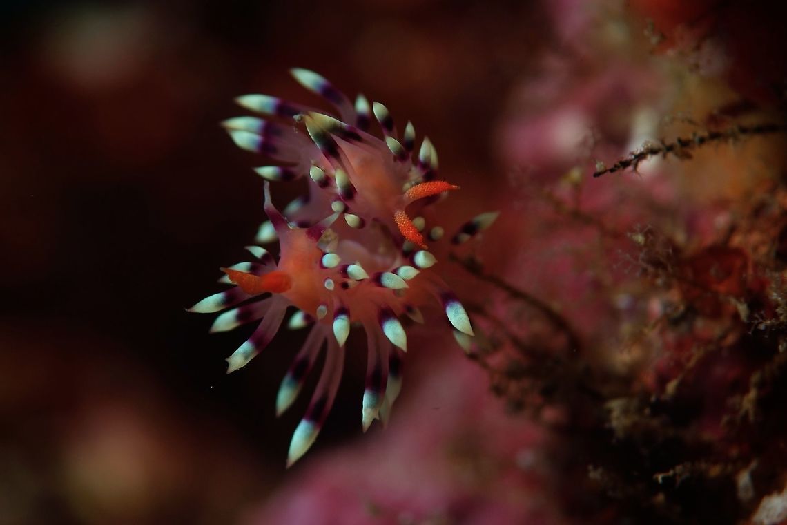 Desirable Flabellina - Flabellina exoptata Desirable Flabellina - Flabellina exoptata is characterised by the brilliant colour pattern and the bright orange papillate rhinophores. Flabellina exoptata, which can be translated as the much-desired flabellina or desirable flabellina.<br />
<br />
This picture is of two nudibranch mating.  You might think there is only one nudibranch, but can be distinguished by the 2 sets of bright orange rhinopores at different end as nudibranch mates in a side-by-side postion as in 69. Anilao,Batangas,Coryphellina exoptata,Flabellina exoptata,Geotagged,Nudibranch,Philippines,Spring,mating