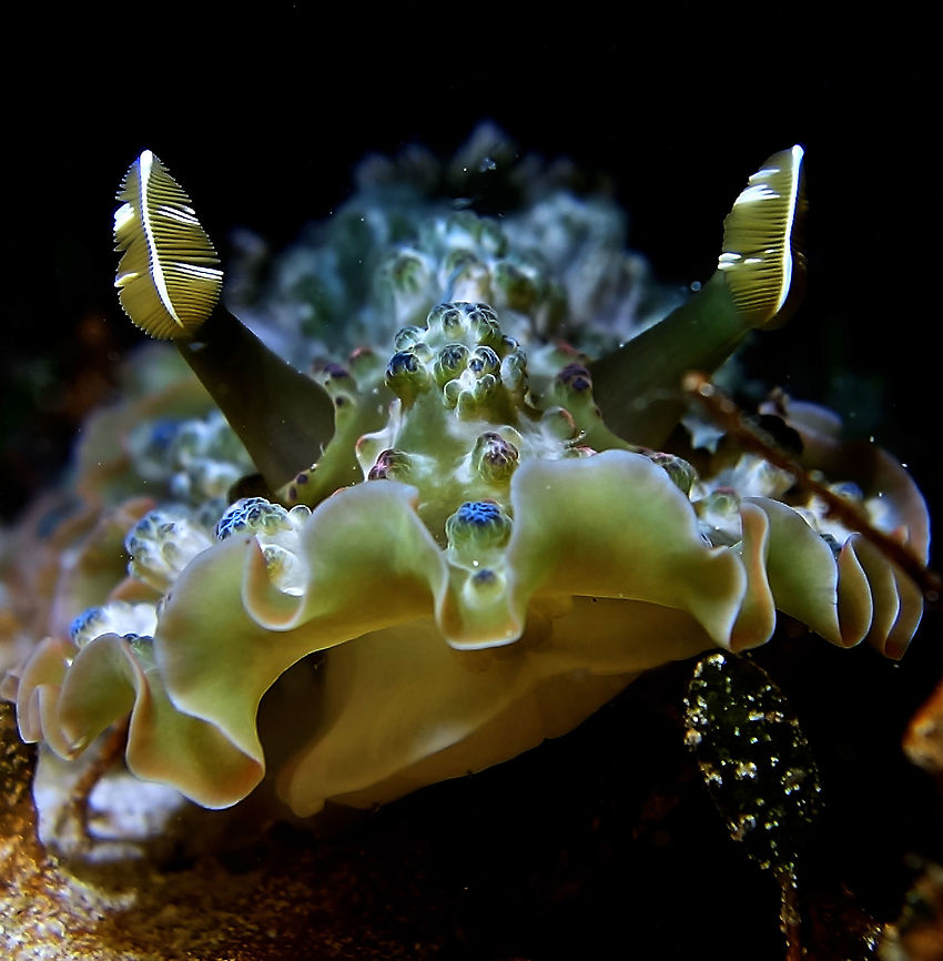 Nudibranch - Dendrodoris tuberculosa This Dendrodoris tuberculosa is a very large sized specimen, around 20 cm.<br />
Mostly green in colour with lots of tubercles, hence its name, tuberculosa.  The tip of the tubercles are very colourful - blue, red, yellow and other shades/colours. Dendrodoris tuberculosa,Geotagged,Nudibranch,Philippines,Spring,Tuberculous nudibranch,cebu,malapascua
