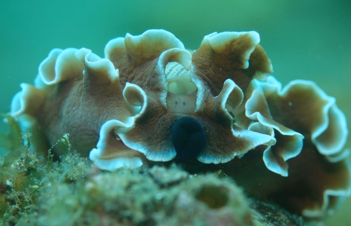 Rose Petal Bubble Shell - Hydatina physis Hydatina physis is a species of sea snail, a bubble snail, a marine opisthobranch gastropod mollusk in the family Aplustridae. Its common names include striped paper bubble, green-lined paper bubble, brown-lined paper bubble, and rose petal bubble shell.<br />
<br />
This was a large specimen.  They have white margins on the mantle and the two tiny black dots are the eyes. Anilao,Batangas,Geotagged,Hydatina physis,Philippines,Rose Petal Bubble Shell,Spring