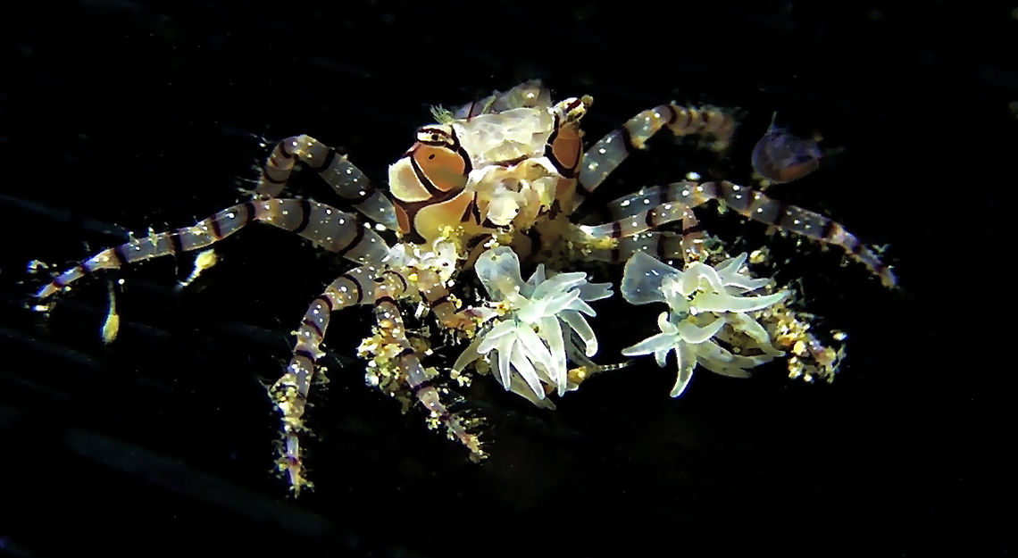 Mosaic Boxer Crab/Pom-Pom Crab - Lybia tessellata This Mosaic Boxer Crab/Pom-Pom Crab - Lybia tessellata is one small Crab (usually less than 1.5 cm) with lots of big names :<br />
<br />
- Mosaic Boxer Crab for the mosaic patterns on its carapace and body<br />
- Boxer Crab because of the Anemone that it holds on its claws which it uses to defend itself as Anemone is poisonous to its predators, mostly reef fishes<br />
- Pom-Pom Crab because of the Anemone that it holds, when defending itself, it will waves the Anemone like the Pom-pom of the cheerleaders Anilao,Batangas,Boxer Crab,Geotagged,Lybia tessellata,Mosaic Boxer Crab,Philippines,Pom-Pom Crab