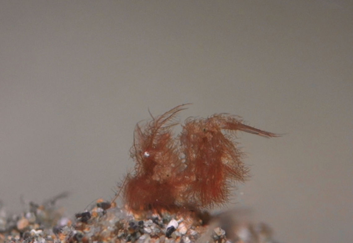 Hairy Shrimp - Phycocaris simulans This Hairy Shrimp - Phycocaris simulans are super tiny in size, probably the biggest of them is just 5 mm!<br />
As their name implies, they have appendages all over their body that looks like 'hairs'. They can be variable in colours - brown,grey,yellow,red,green and probably many others. Anilao,Batangas,Geotagged,Hairy Shrimp,Philippines,Phycocaris simulans,Shrimp,Spring