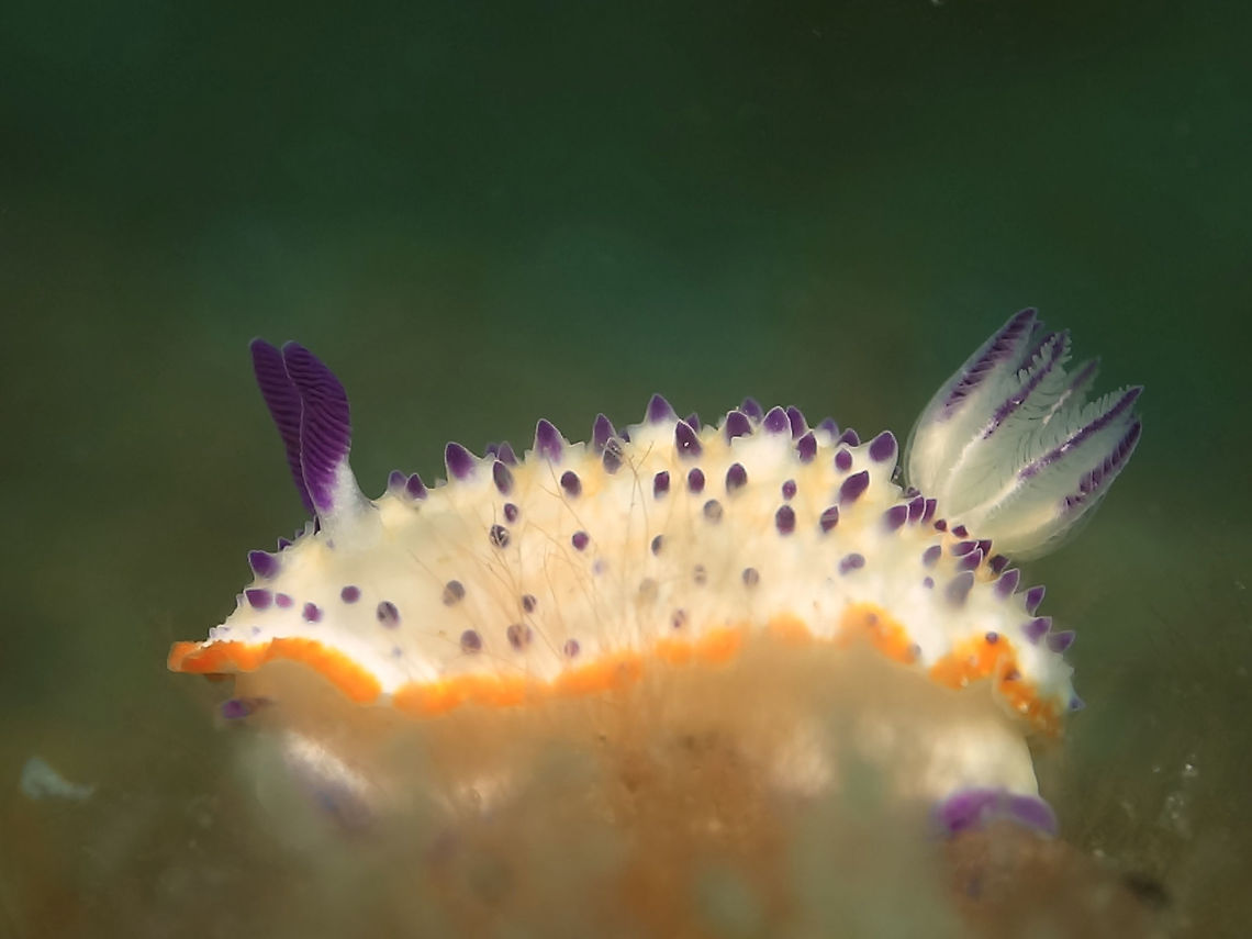 Nudibranch - Mexichromis multituberculata This Nudibranch - Mexichromis multituberculata has a white body with purple tubercles, gills and rhinopores.  The margin of its mantle is yellow/orange in colour. Anilao,Batangas,Geotagged,Mexichromis multituberculata,Nudibranch,Philippines,Spring