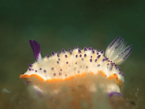 Nudibranch - Mexichromis multituberculata This Nudibranch - Mexichromis multituberculata has a white body with purple tubercles, gills and rhinopores.  The margin of its mantle is yellow/orange in colour. Anilao,Batangas,Geotagged,Mexichromis multituberculata,Nudibranch,Philippines,Spring