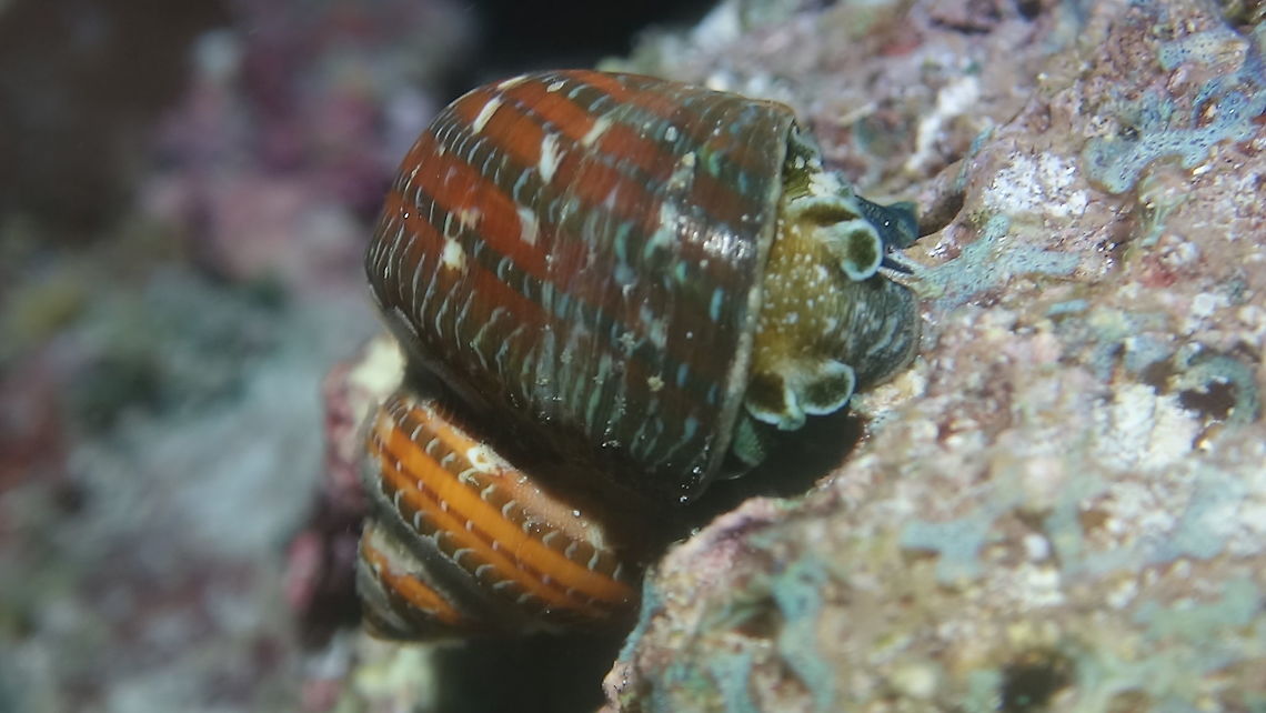 Turbo Snail - Turbo petholatus Saw this Turbo Snail - Turbo petholatus, during a night dive. Its other common name is tapestry turban, is a species of sea snail, marine gastropod mollusk in the family Turbinidae. The length of the shell varies between 30 mm and 100 mm. The imperforate shell is solid, polished and shining. Its color pattern is rich brown, variously ornamented with dark bands interrupted with white blotches and narrow stripes. The five whorls are flattened beneath the suture, sometimes carinated above. The aperture measures about half the length of the shell. It is circular and pearly within. The peristome and columella are tinged with greenish-yellow, The circular operculum contains four whorls and a nucleus placed one-third the distance across the face. The outer surface is convex, shining, bright green on the center, the margins brown on one side, white upon the other, slightly granulose about the edges. Fall,Geotagged,Maldives,Turbo Snail,Turbo petholatus