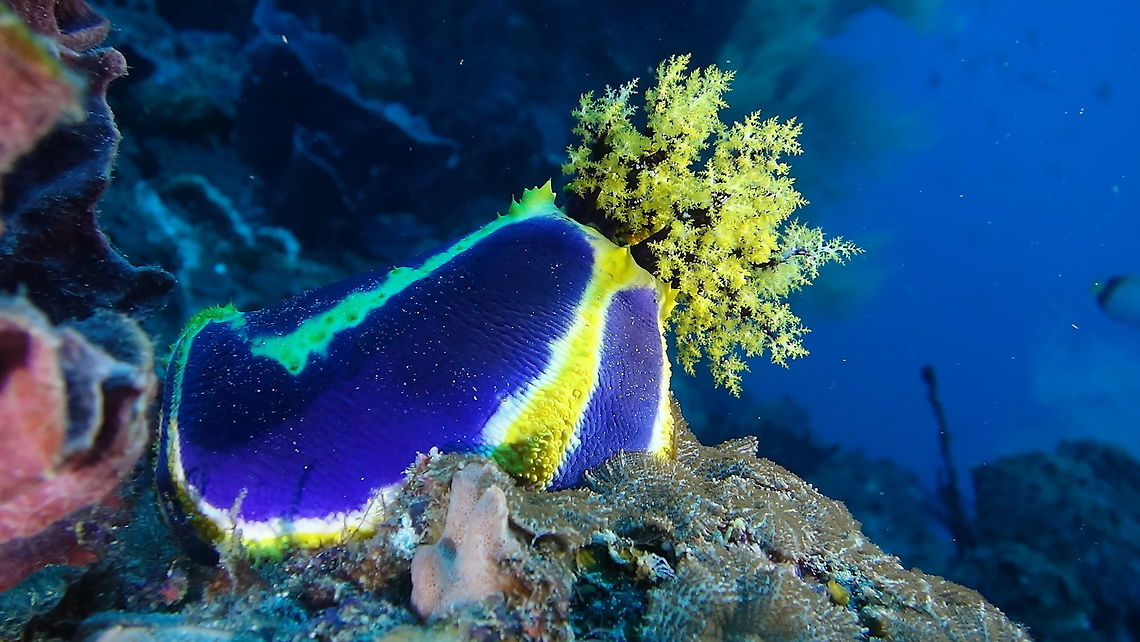 Sea Apple/Cucumber - Pseudocolochirus violaceus Locally called Sea Apple but also known as Sea Cucumber - Pseudocolochirus violaceus, has a bright purple/violet body with yellow bands.  Its oral tentacles are yellow colour. Geotagged,Mozambique,Pseudocolochirus violaceus,Sea Apple,Sea Cucumber,Summer