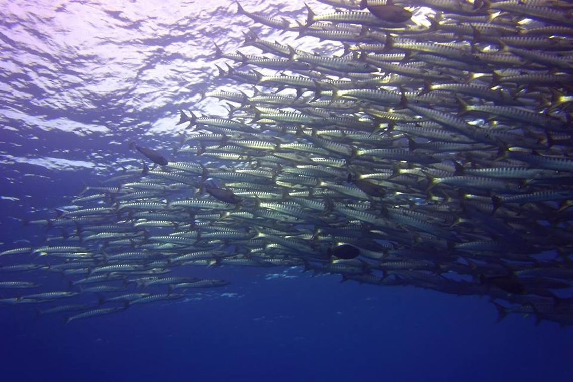 Chevron/Blackfin Barracuda - Sphyraena qenie Chevon Barracudas - Sphyraena qenie are silvery with dusky to dark tail with dark margin; long cylindrical body and large underslung jaw with pointed teeth, about 18-22 chevron-shaped dark markings on sides. Size up to 1 meter length. Usually form large school numbering to thousands and they are quite a spectacular sight. When in great numbers, the school will looks like a big wall. Usually swims in one direction when there is current. Occasionally, they swims in circle like a tornado, smaller circle on the deeper side to wider circle near the surface. Barracuda,Blackfin barracuda,Chevron Barracuda,Geotagged,Malaysia,Sipadan,Sphyraena qenie