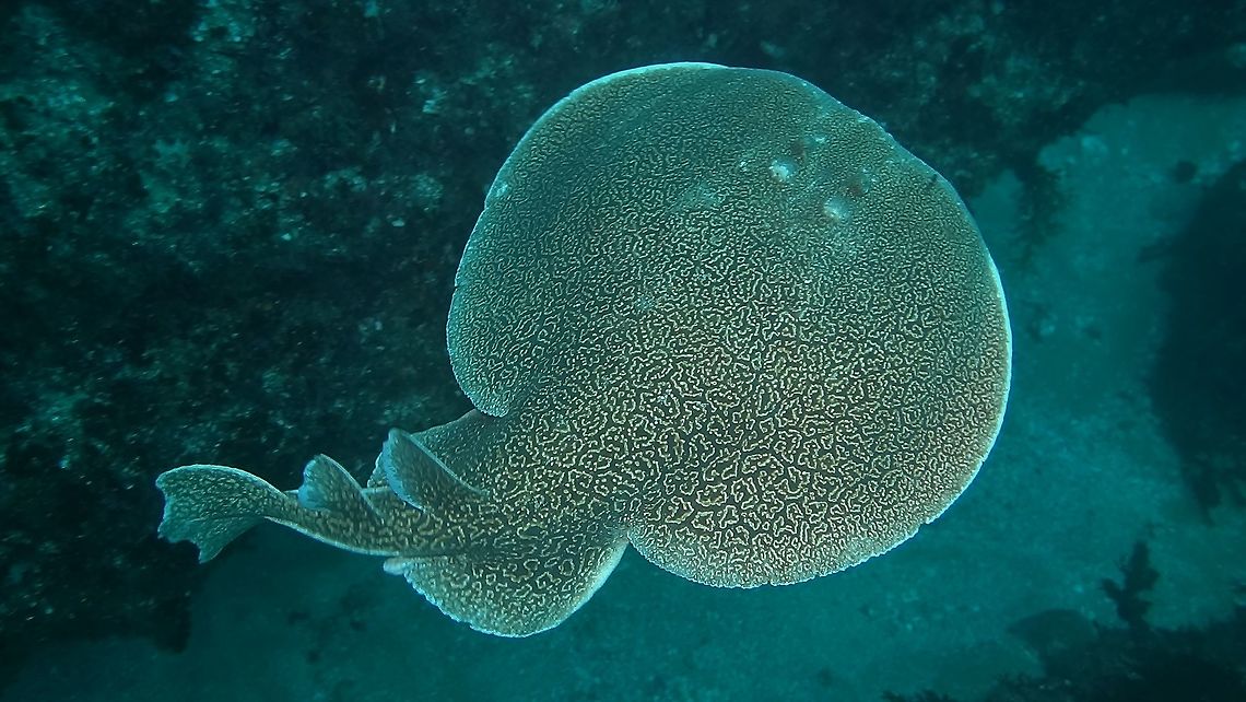 Electric Stingray - orpedo sinuspersici Electric Sting Rays are capable of producing an electric discharge, ranging from as little as 8 volts up to 220 volts depending on species, used to stun prey and for defense.<br />
 Electric Ray,Electric Stingray,Geotagged,Gulf torpedo,South Africa,Stingray,Torpedo sinuspersici,Umkomaas,Winter