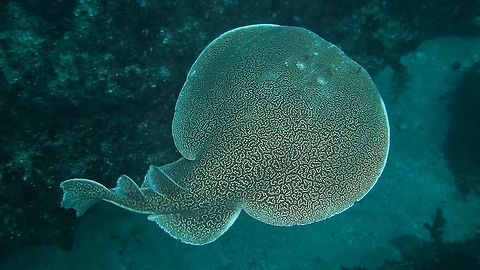 Electric Stingray - orpedo sinuspersici Electric Sting Rays are capable of producing an electric discharge, ranging from as little as 8 volts up to 220 volts depending on species, used to stun prey and for defense.
 Electric Ray,Electric Stingray,Geotagged,Gulf torpedo,South Africa,Stingray,Torpedo sinuspersici,Umkomaas,Winter