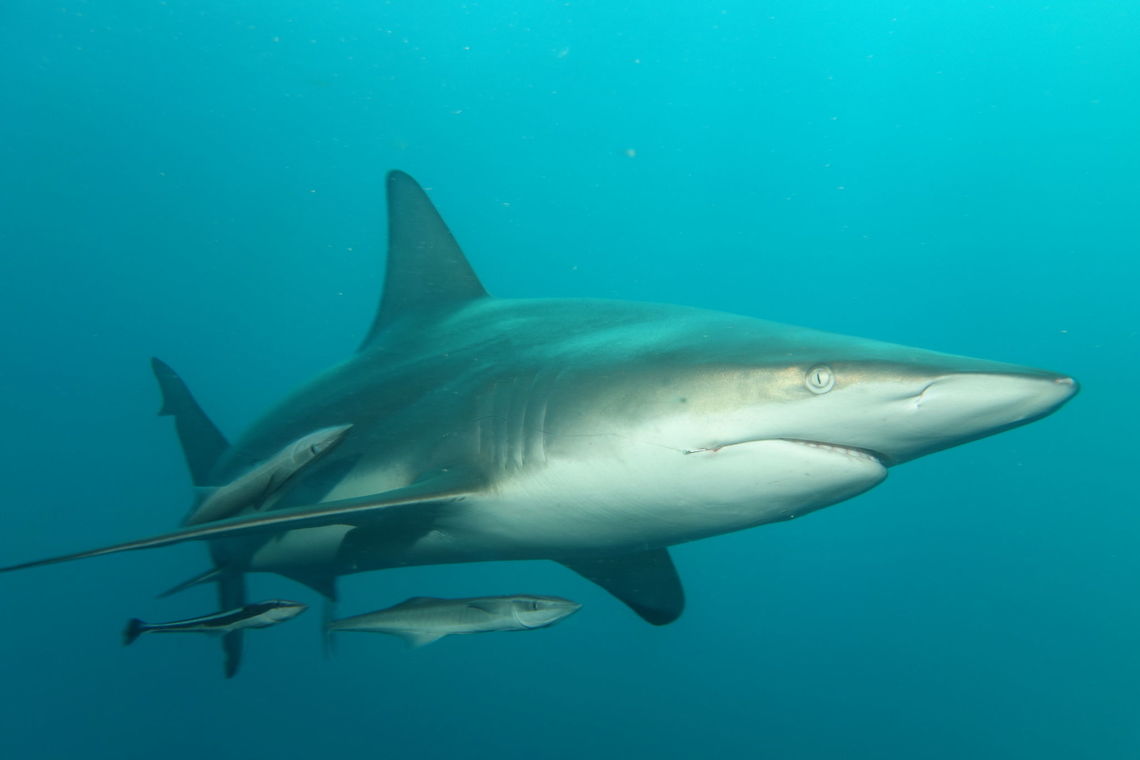 Oceanic Black Tip Shark - Carcharhinus limbatus The Oceanic Blacktip shark - Carcharhinus limbatus, is a species of requiem shark, family Carcharhinidae. It is common to coastal tropical and subtropical waters around the world, including brackish habitats. Genetic analyses have revealed substantial variation within this species, with populations from the western Atlantic Ocean isolated and distinct from those in the rest of its range. The blacktip shark has a stout, fusiform body with a pointed snout, long gill slits, and no ridge between the dorsal fins. Most individuals have black tips or edges on the pectoral, dorsal, pelvic, and caudal fins. It usually attains a length of 1.5 m (4.9 ft).<br />
<br />
We encounter many of them during a Sharks feeding dives. They are very curious and can be aggressive.  One of them even took a bite at my fins, the guide saw it and punch the shark as it next pass by him, that was a scary but also hilarious encounter. Blacktip shark,Carcharhinus limbatus,Geotagged,Oceanic Black Tip Shark,Shark,South Africa,Summer,Umkomaas