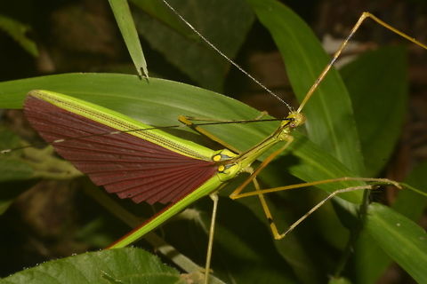 Malaysian Green Jewel Stick Insect - Necroscia annulipes Malaysian Green Jewel Stick Insect - Necroscia annulipes is a brightly coloured Phasmid.
This is a Male, around 6 cm in size.  He has full wings, red in colour and capable of flight.

Males & Females of this species looks similar except for their size.

This is the Spotting of a Female :

https://www.jungledragon.com/image/43236/malaysian_green_jewel_stick_insect.html Fall,Geotagged,Malaysia,Malaysian Green Jewel Stick Insect,Necroscia annulipes,Penag,Phasmid,Stick Insect