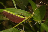 Malaysian Green Jewel Stick Insect - Necroscia annulipes Malaysian Green Jewel Stick Insect - Necroscia annulipes is a brightly coloured Phasmid.<br />
This is a Male, around 6 cm in size.  He has full wings, red in colour and capable of flight.<br />
<br />
Males & Females of this species looks similar except for their size.<br />
<br />
This is the Spotting of a Female :<br />
<br />
https://www.jungledragon.com/image/43236/malaysian_green_jewel_stick_insect.html Fall,Geotagged,Malaysia,Malaysian Green Jewel Stick Insect,Necroscia annulipes,Penag,Phasmid,Stick Insect