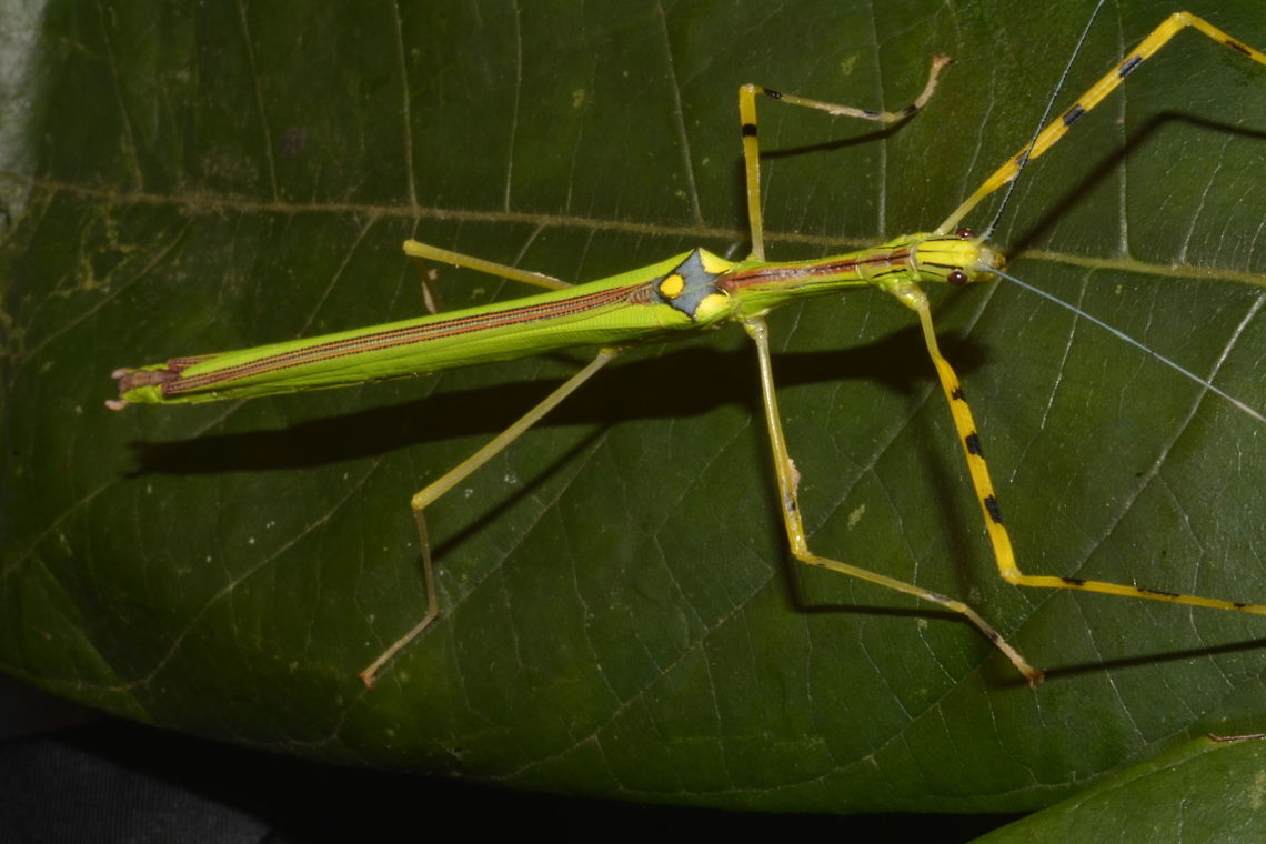 Malaysian Green Jewel Stick Insect Malaysian Green Jewel Stick Insect - Necroscia annulipes is a brightly coloured Phasmid.<br />
This is a Female, around 9 cm in size. She has full wings, red in colour and capable of flight.<br />
Males and Females of this species looks similar except for their size.<br />
<br />
This is the Spotting of the Male :<br />
<br />
<figure class="photo"><a href="https://www.jungledragon.com/image/43235/malaysian_green_jewel_stick_insect_-_necroscia_annulipes.html" title="Malaysian Green Jewel Stick Insect - Necroscia annulipes"><img src="https://s3.amazonaws.com/media.jungledragon.com/images/2994/43235_thumb.JPG?AWSAccessKeyId=05GMT0V3GWVNE7GGM1R2&Expires=1759968010&Signature=USqVhARk6HZZw835pveCcQXrEF0%3D" width="200" height="134" alt="Malaysian Green Jewel Stick Insect - Necroscia annulipes Malaysian Green Jewel Stick Insect - Necroscia annulipes is a brightly coloured Phasmid.<br />
This is a Male, around 6 cm in size.  He has full wings, red in colour and capable of flight.<br />
<br />
Males &amp; Females of this species looks similar except for their size.<br />
<br />
This is the Spotting of a Female :<br />
<br />
https://www.jungledragon.com/image/43236/malaysian_green_jewel_stick_insect.html Fall,Geotagged,Malaysia,Malaysian Green Jewel Stick Insect,Necroscia annulipes,Penag,Phasmid,Stick Insect" /></a></figure> Fall,Geotagged,Malaysia,Malaysian Green Jewel,Necroscia annulipes,Penang,Phasmid,Stick insect