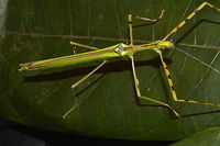 Malaysian Green Jewel Stick Insect Malaysian Green Jewel Stick Insect - Necroscia annulipes is a brightly coloured Phasmid.<br />
This is a Female, around 9 cm in size. She has full wings, red in colour and capable of flight.<br />
Males and Females of this species looks similar except for their size.<br />
<br />
This is the Spotting of the Male :<br />
<br />
https://www.jungledragon.com/image/43235/malaysian_green_jewel_stick_insect_-_necroscia_annulipes.html Fall,Geotagged,Malaysia,Malaysian Green Jewel,Necroscia annulipes,Penang,Phasmid,Stick insect