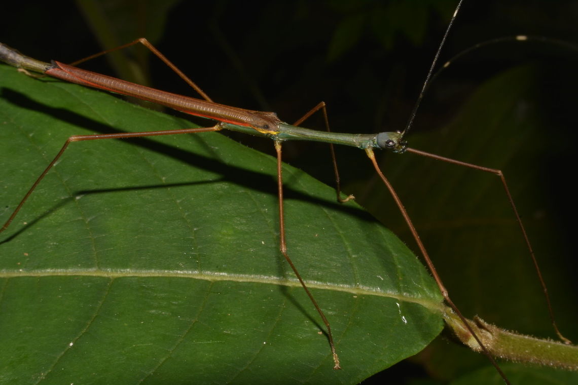 Stick Insect, Phasmid - Marmessoidea annulata (Updated ID Paramarmessoidea annulata) This is the Male Stick Insect, Phasmid of the species Marmessoidea annulata (Updated ID Paramarmessoidea annulata)<br />
He has blueish head, green thorax and reddish wings, capable of full flight. Fall,Geotagged,Malaysia,Paramarmessoidea annulata,Penang,Phasmid,Stick insect