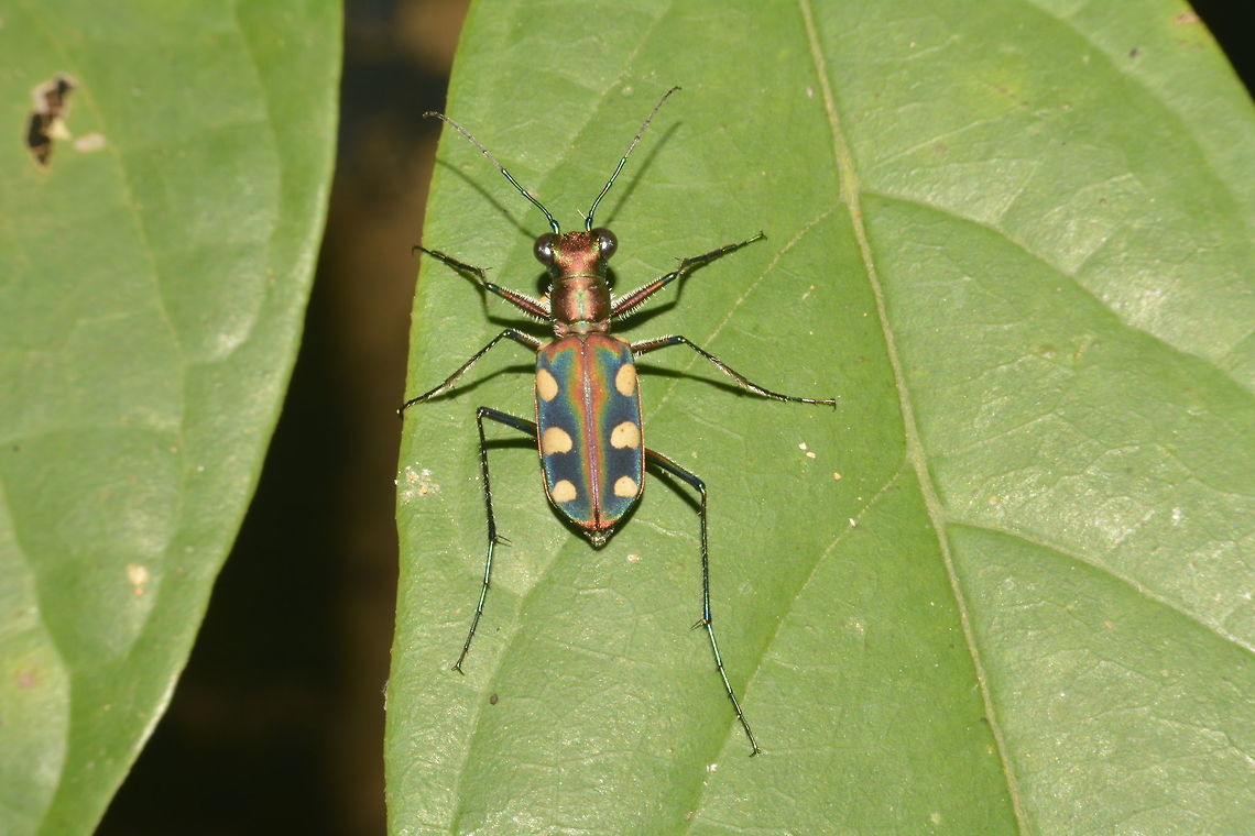 Blue/Golden-spotted Tiger Beetle - Cicindela aurulenta This small Blue/Golden-spotted Tiger Beelte - Cicindela aurulenta are brightly coloured.<br />
They have sharp jaws, probably the reason they are called Tiger Beetle. Blue-spotted Tiger Beetle,Cicindela aurulenta,Fall,Geotagged,Golfden-spotted Tiger Beetle,Malaysia,Penang,Tiger Beetle