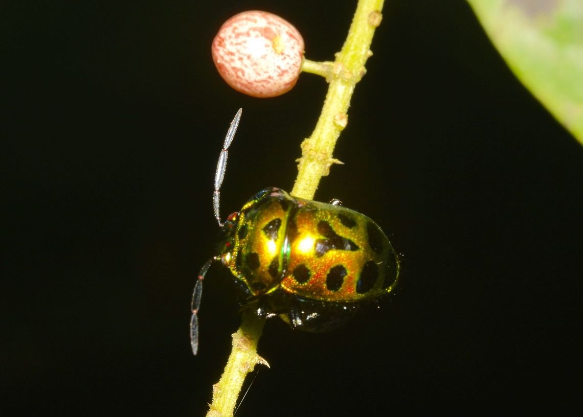 Jewel Bug - Chrysocoris cf. dilaticollis Jewel Bugs from the region are often too easily referred to as &quot;Chrysocoris stollii&quot; (or stolli), as that is the most notorious pest in the genus, but it is a large genus with many species that all look superficially alike. This one may very well be Chrysocoris dilaticollis. Chrysocoris,Chrysocoris dilaticollis,Fall,Geotagged,Hemiptera,Heteroptera,Jewel Bug,Malaysia,Penang,Scutelleridae