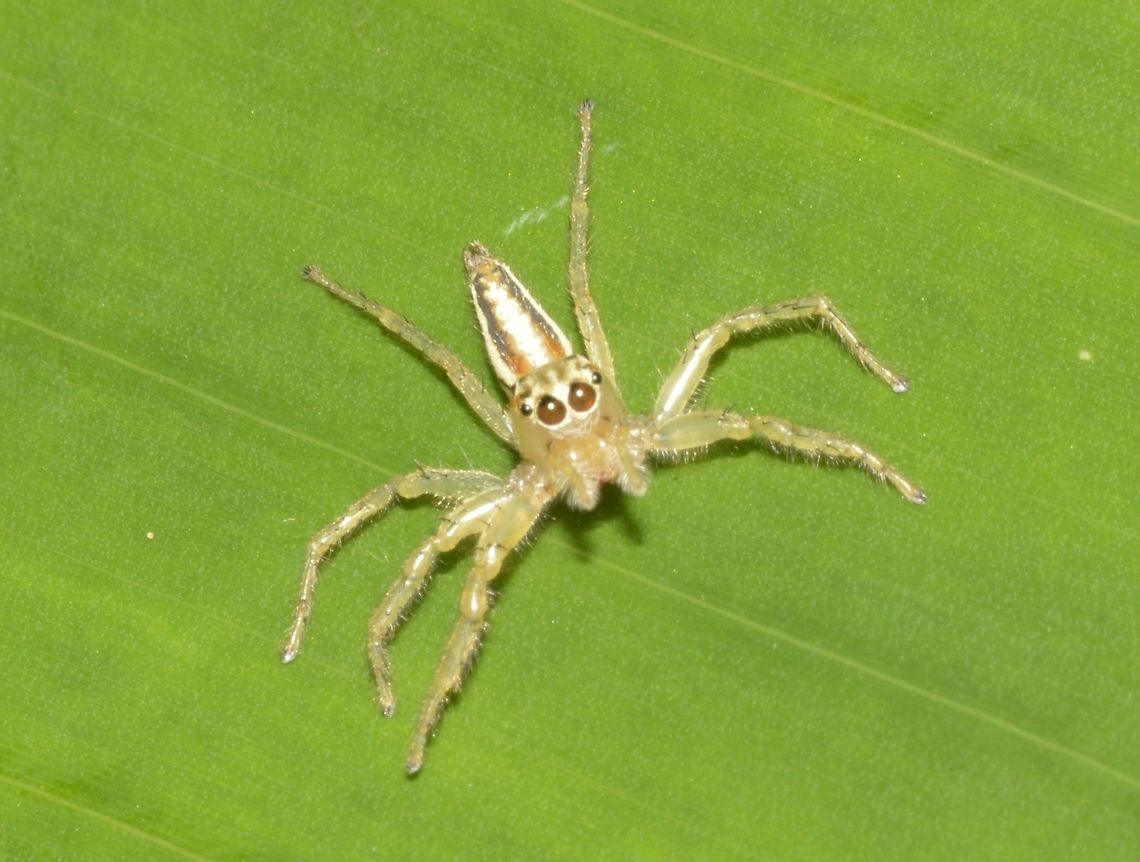 Jolly Telamonia Spider, Female - Telamonia festiva Jolly Telamonia Spider, Female - Telamonia festiva, a small Spider, less than 1 cm in size. Fall,Geotagged,Jolly Telamonia Spider,Malaysia,Penang,Spider,Telamonia festiva