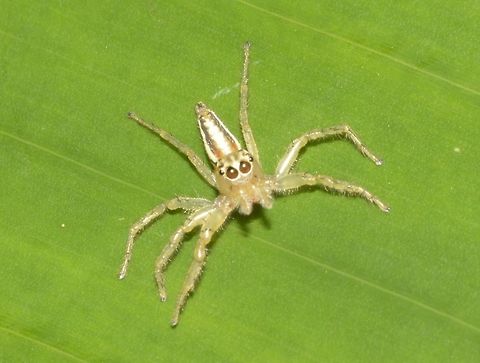 Jolly Telamonia Spider, Female - Telamonia festiva Jolly Telamonia Spider, Female - Telamonia festiva, a small Spider, less than 1 cm in size. Fall,Geotagged,Jolly Telamonia Spider,Malaysia,Penang,Spider,Telamonia festiva