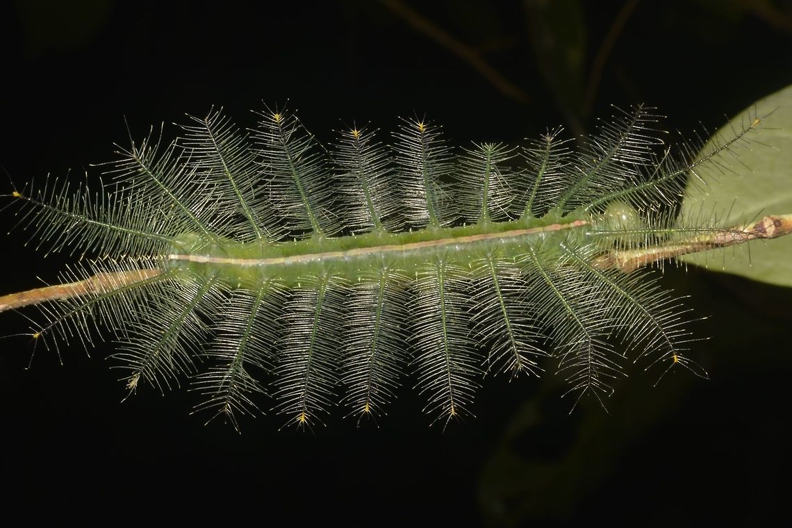 Caterpillar of Malay Baron - Euthalia monina This spiny/hairy looking Caterpillar is of the species Malay Baron - Euthalia monina. Caterpillar,Euthalia monina,Fall,Geotagged,Malay Baron,Malaysia,Penang