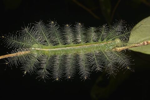 Caterpillar of Malay Baron - Euthalia monina This spiny/hairy looking Caterpillar is of the species Malay Baron - Euthalia monina. Caterpillar,Euthalia monina,Fall,Geotagged,Malay Baron,Malaysia,Penang