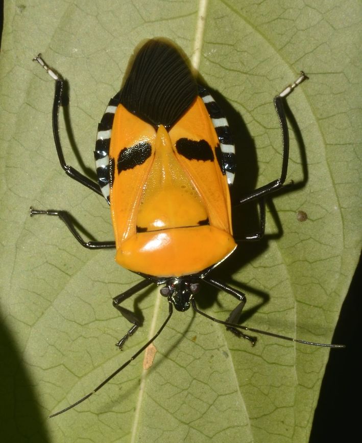 Man-faced Stink Bug - Catacanthus incarnatus Can you see the face of a man here?<br />
That's the reason they are called Man-faced Stink Bug - Catacanthus incarnatus. Catacanthus,Catacanthus incarnatus,Fall,Geotagged,Malaysia,Man-faced stink bug,Penang