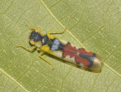 Sharpshooter Leafhopper - Bhandara semiclara This Sharpshooter Leafhopper - Bhandara semiclara is less than 1 cm in size and slender.
Interesting colour on its back and the patterns that looks like a cartoon character. Bhandara semiclara,Fall,Geotagged,Leafhopper,Malaysia,Penang,Sharpshooter Leafhopper