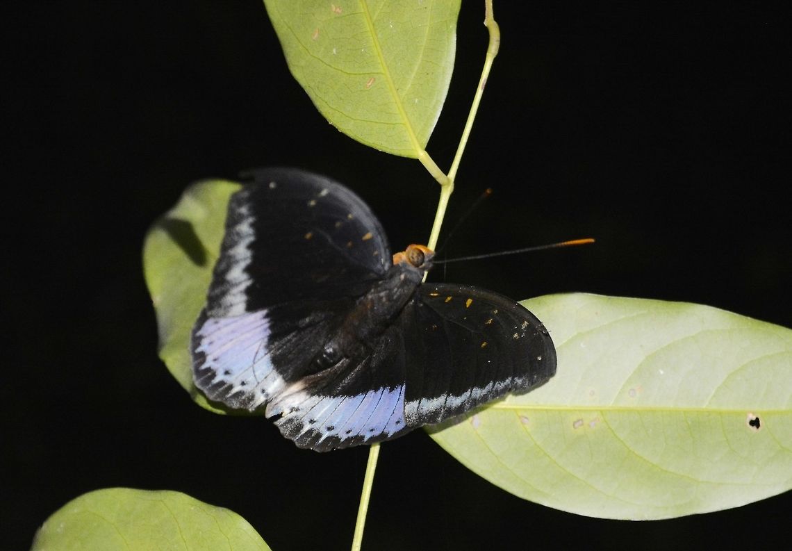 Common Archduke Butterfly - Lexias pardalis Common Archduke Butterfly - Lexias pardalis - mostly black in colour with bluish markings at the edge of its wings. Butterfly,Common Archduke Butterfly,Fall,Geotagged,Lexias pardalis,Malaysia,Penang