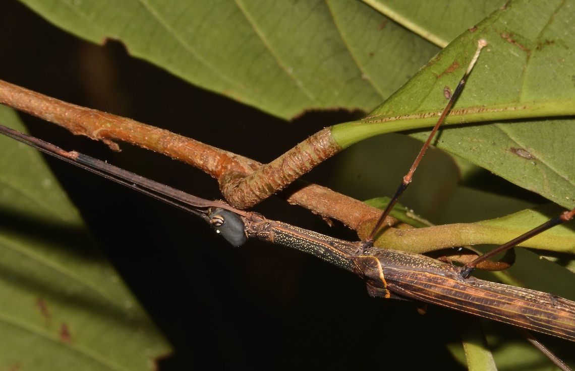 Stick Insect, Phasmid - Diacanthoidea diacanthos This Stick Insect, Phasmid - Diacanthoidea diacanthos is female with full wings, capable of flight.<br />
The body is mostly brown in colour with black markings but it has an odd shaped head, black in colour. Diacanthoidea diacanthos,Geotagged,Malaysia,Penang,Phasmid,Purple Stick Insect,Stick Insect,Summer