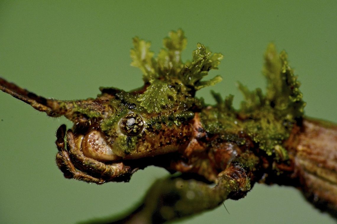 Stick Insect, Phasmid - Phenacephorus sepilokensis This species of Stick Insect, Phasmid - Phenacephorus sepilokensis is highly cryptic.  She has decorated herself with moss to camouflaged better with her surrounding on top of her being a Stick Insect, that itself is already a good camouflage.<br />
<br />
Picture of the whole animal is shown in this Spotting :<br />
<br />
<figure class="photo"><a href="https://www.jungledragon.com/image/43429/stick_insect_phasmid_-_phenacephorus_sepilokensis.html" title="Stick Insect, Phasmid - Phenacephorus sepilokensis"><img src="https://s3.amazonaws.com/media.jungledragon.com/images/2994/43429_thumb.JPG?AWSAccessKeyId=05GMT0V3GWVNE7GGM1R2&Expires=1769040010&Signature=Apt%2FEc1m%2BUilddLxUbxBXr4wMj0%3D" width="200" height="134" alt="Stick Insect, Phasmid - Phenacephorus sepilokensis This species of Stick Insect, Phasmid - Phenacephorus sepilokensis is highly cryptic.  She has decorated herself with moss to camouflaged better with her surrounding on top of her being a Stick Insect, that itself is already a good camouflage.<br />
<br />
Close-up showing mossy appearance is shown in this Spotting :<br />
<br />
https://www.jungledragon.com/image/43253/stick_insect_phasmid_-_phenacephorus_sepilokensis.html<br />
<br />
The male of this species can be seen here :<br />
<br />
https://www.jungledragon.com/image/47054/stick_insect_phasmid_-_phenacephorus_sepilokensis.html<br />
 Geotagged,Malaysia,Phasmid,Phenacephorus sepilokensis,Spring,Stick insect,sabah" /></a></figure><br />
 Geotagged,Malaysia,Phasmid,Phenacephorus sepilokensis,Spring,Stick insect,sabah