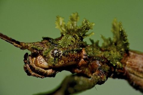 Stick Insect, Phasmid - Phenacephorus sepilokensis This species of Stick Insect, Phasmid - Phenacephorus sepilokensis is highly cryptic.  She has decorated herself with moss to camouflaged better with her surrounding on top of her being a Stick Insect, that itself is already a good camouflage.

Picture of the whole animal is shown in this Spotting :

https://www.jungledragon.com/image/43429/stick_insect_phasmid_-_phenacephorus_sepilokensis.html
 Geotagged,Malaysia,Phasmid,Phenacephorus sepilokensis,Spring,Stick insect,sabah