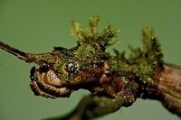 Stick Insect, Phasmid - Phenacephorus sepilokensis This species of Stick Insect, Phasmid - Phenacephorus sepilokensis is highly cryptic.  She has decorated herself with moss to camouflaged better with her surrounding on top of her being a Stick Insect, that itself is already a good camouflage.<br />
<br />
Picture of the whole animal is shown in this Spotting :<br />
<br />
https://www.jungledragon.com/image/43429/stick_insect_phasmid_-_phenacephorus_sepilokensis.html<br />
 Geotagged,Malaysia,Phasmid,Phenacephorus sepilokensis,Spring,Stick insect,sabah