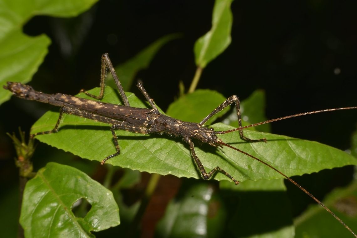 Stick Insect, Phasmid - Dinophasma ruficornis This Stick Insect, Phasmid - Dinophasma ruficornis is a Female.<br />
 Dinophasma ruficornis,Geotagged,Malaysia,Phasmid,Spring,Stick Insect,sabah