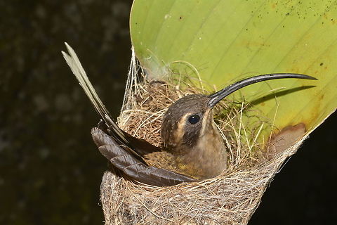 Long-tailed Hermit Hummingbird - Phaethornis superciliosus Saw this Long-tailed Hermit Hummingbird - Phaethornis superciliosus in her nest, brooding 2 eggs.

This is a picture of the eggs :

https://www.jungledragon.com/image/43598/long-tailed_hermit_hummingbird_-_phaethornis_superciliosus.html
 Costa Rica,Geotagged,Long-tailed hermit,Phaethornis superciliosus,Spring