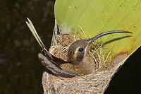 Long-tailed Hermit Hummingbird - Phaethornis superciliosus Saw this Long-tailed Hermit Hummingbird - Phaethornis superciliosus in her nest, brooding 2 eggs.<br />
<br />
This is a picture of the eggs :<br />
<br />
https://www.jungledragon.com/image/43598/long-tailed_hermit_hummingbird_-_phaethornis_superciliosus.html<br />
 Costa Rica,Geotagged,Long-tailed hermit,Phaethornis superciliosus,Spring