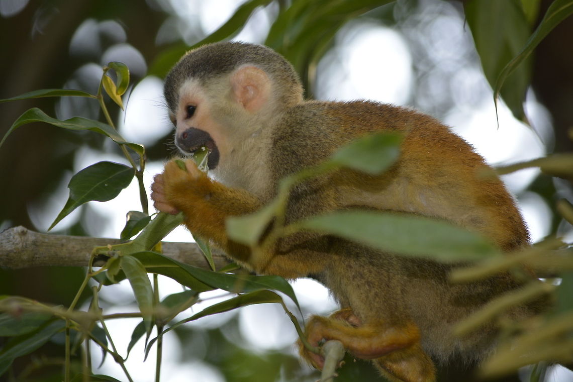 Squirrel Monkey - Salmiri oerstedii The Squirrel Monkeys - Salmiri oerstedii, are the New World monkeys of the genus Saimiri. They are the only genus in the subfamily Saimirinae. The name of the genus Saimiri is of Tupi origin (sai-mirim or gai-mbirin &lt; sai &#039;monkey&#039; and mirim &#039;small&#039;), and was also used as an English name by early researchers. Squirrel monkeys live in the tropical forests of Central and South America in the canopy layer. Most species have parapatric or allopatric ranges in the Amazon, while S. oerstedii is found disjunctly in Costa Rica and Panama. The common squirrel monkey is captured for the pet trade and for medical research but it is not threatened. Central American squirrel monkey,Costa Rica,Geotagged,Saimiri oerstedii,Spring