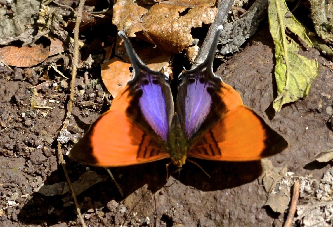 Pansy Daggerwing Butterfly - Marpesia marcella This Pansy Daggerwing Butterfly - Marpesia marcella is small but very brightly coloured of orange and purple Butterfly,Costa Rica,Geotagged,Marpesia marcella,Pansy Daggerwing Butterfly,Spring