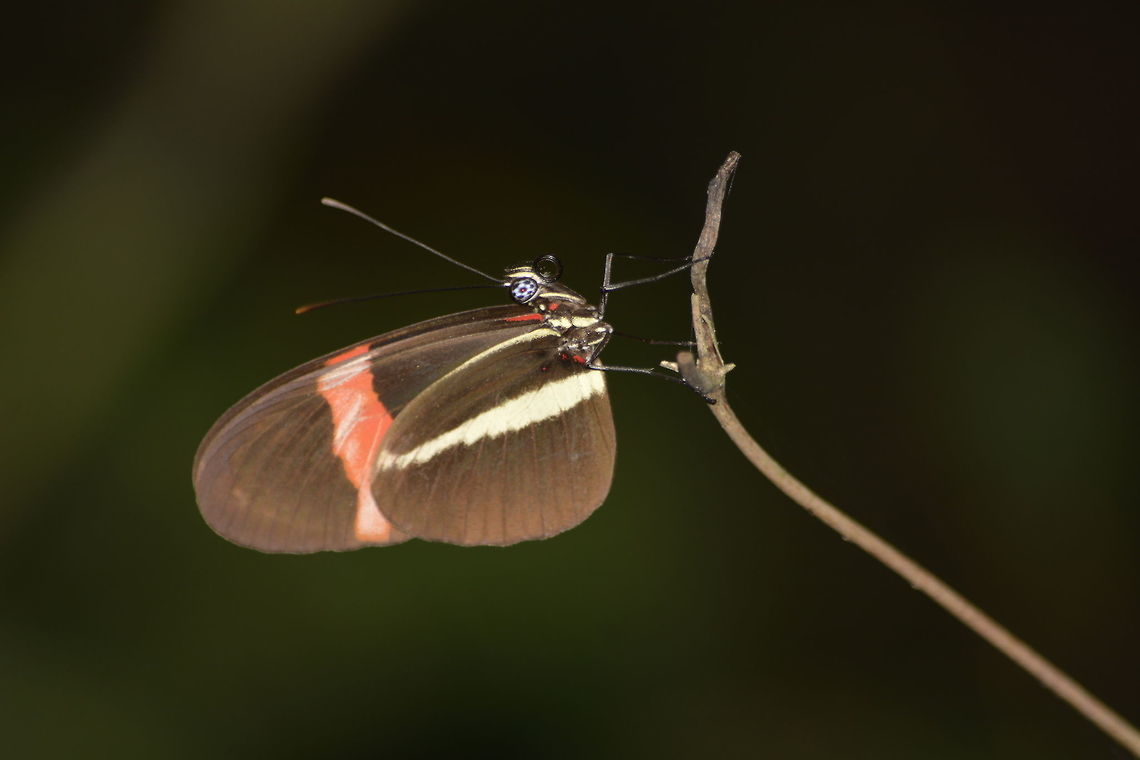 Small/Red Postman Butterfly - Heliconius erato petiverana This Small/Red Postman Butterfly - Heliconius erato petiverana is small in size with black wings, and bands of red and white on the wings. Butterfly,Costa Rica,Geotagged,Heliconius erato,Heliconius erato petiverana,Red Postman Butterfly,Red postman,Small Postman Butterfly,Spring